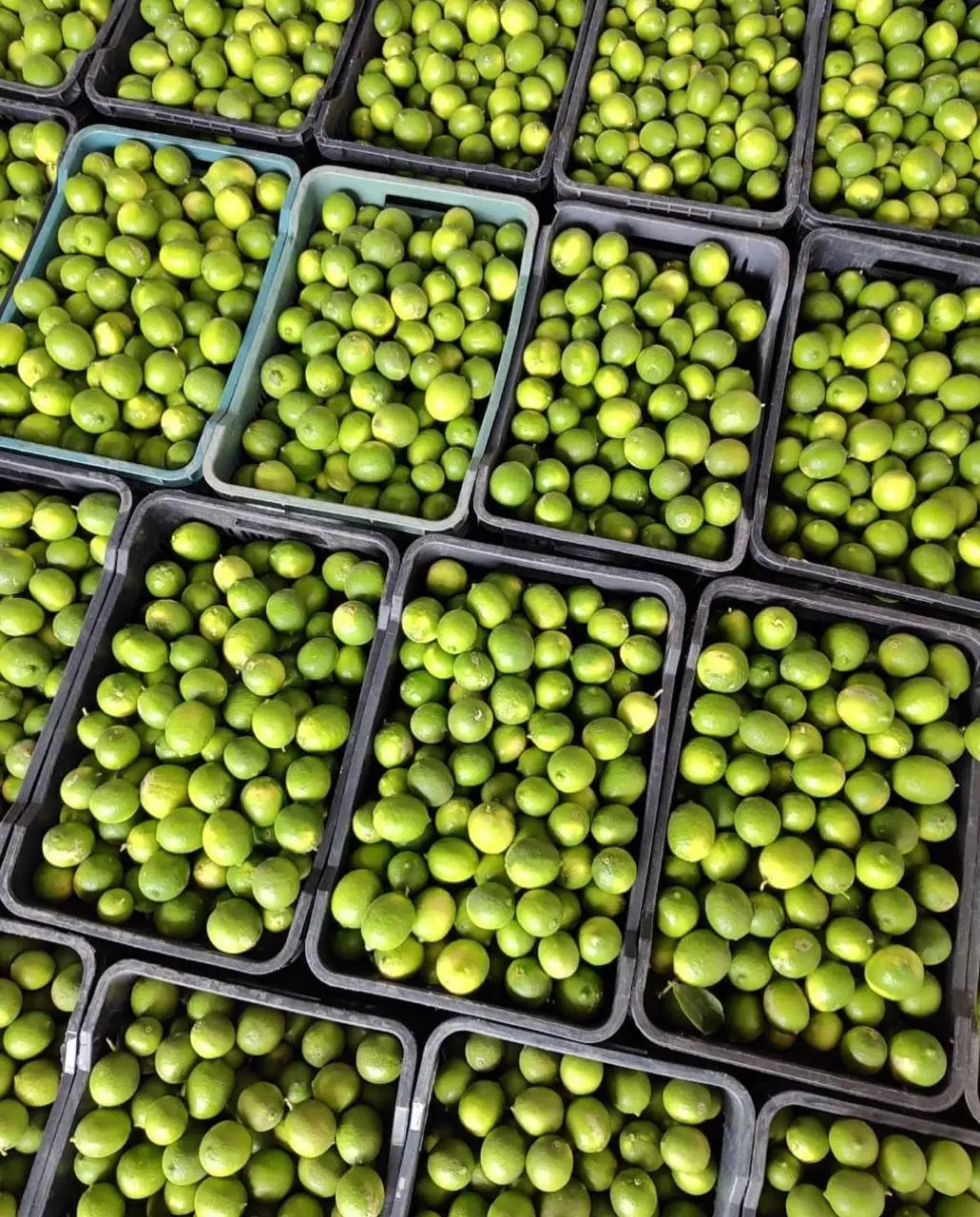 Campo de verduras mexicanas