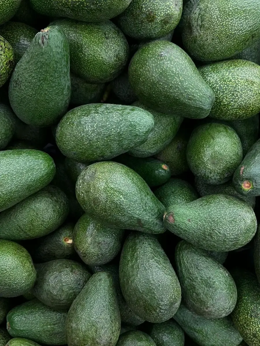 Aguacate