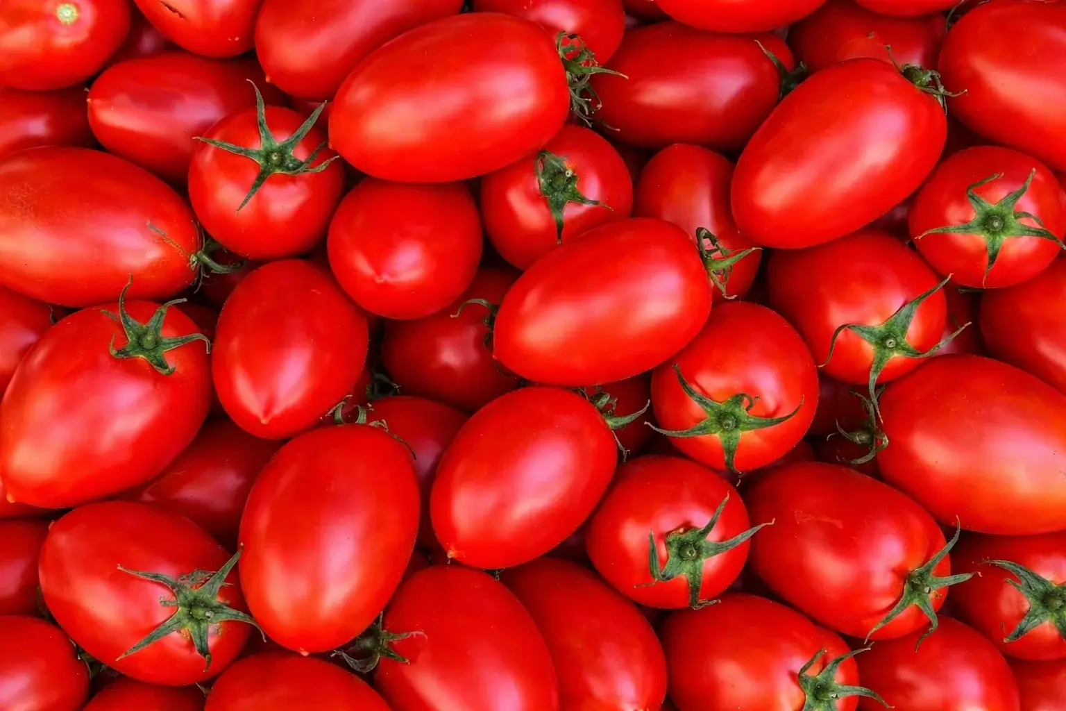 Tomate Roma (Saladette)