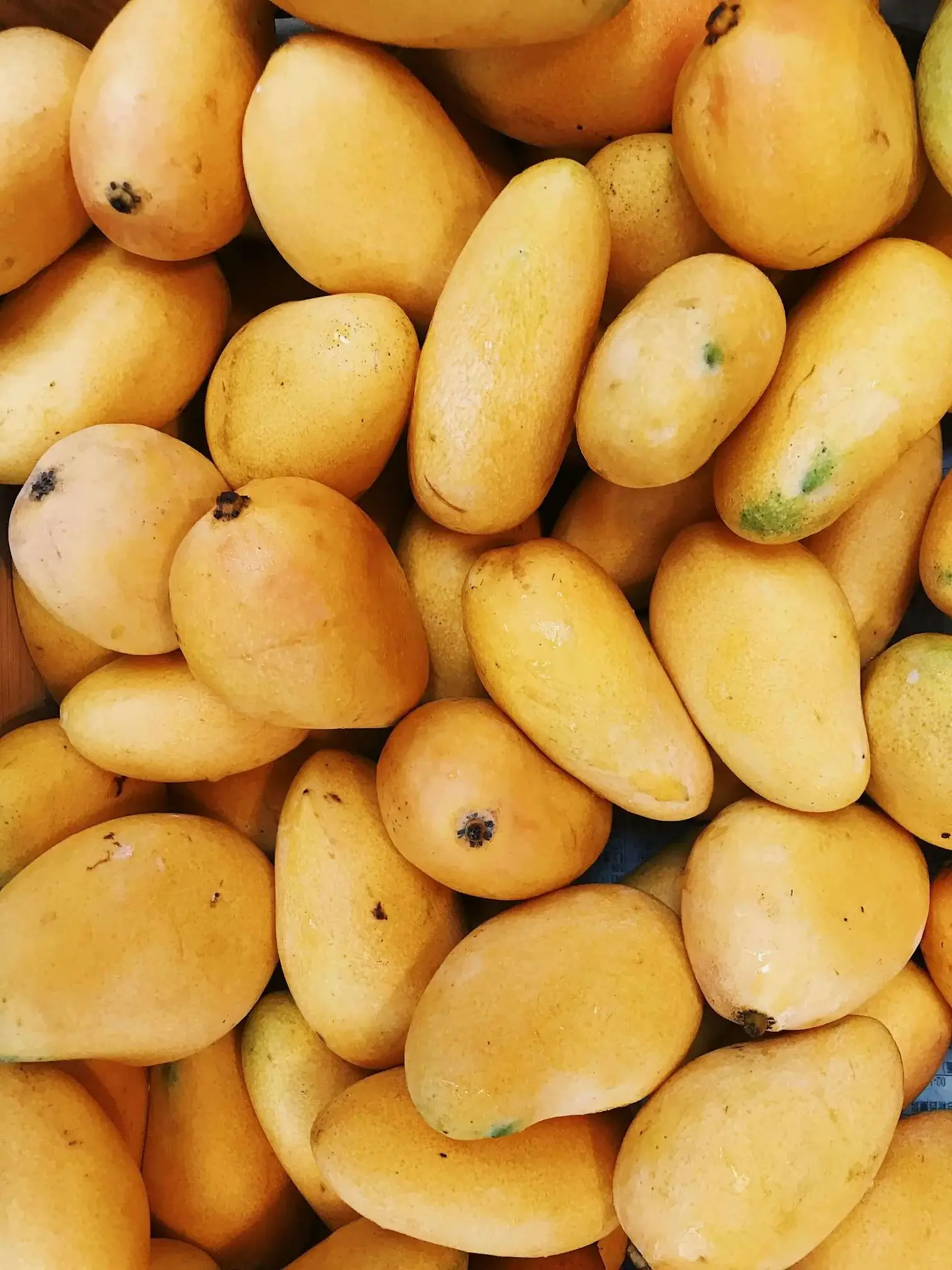 Mango Ataulfo