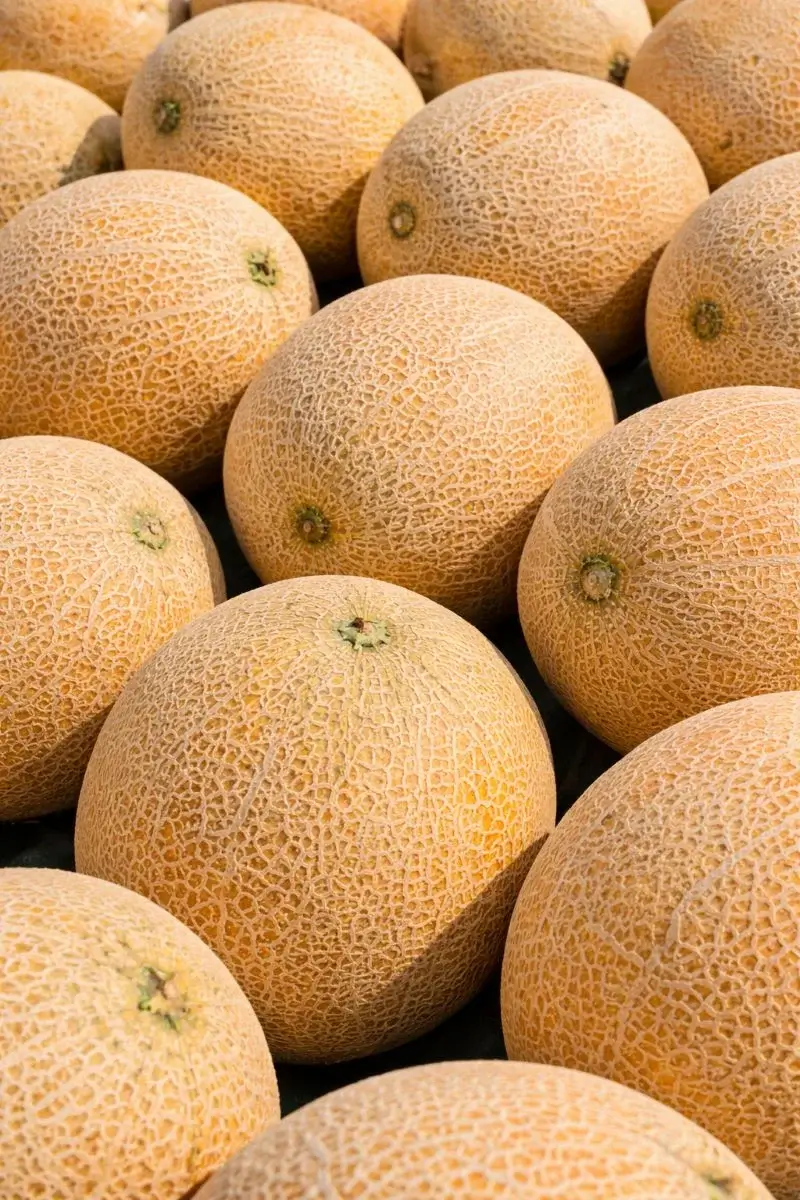 Melón Cantaloupe