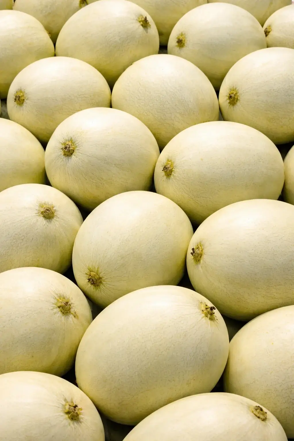 Melón Honeydew